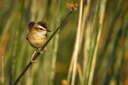 Cute bird warbler. Green lake habitat background. Bird: Moustached Warbler. Acrocephalus melanopogon. photo