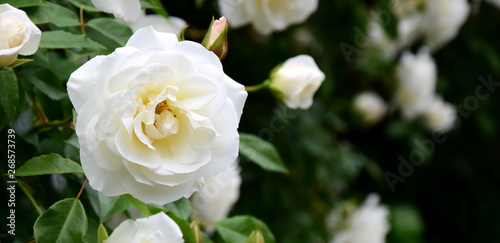 Weiße Rosen - Rosenbusch im Park © Zeitgugga6897