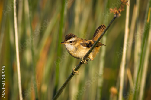 Cute bird warbler. Green lake habitat background. Bird: Moustached Warbler. Acrocephalus melanopogon. photo