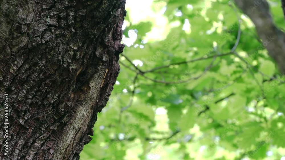 Middle Spotted Woodpeckers (Leiopicus medius) brings food for the chicks to nest in tree - (4K) Middle Spotted Woodpeckers (Leiopicus medius) brings food for the chicks to nest in tree - (4K)