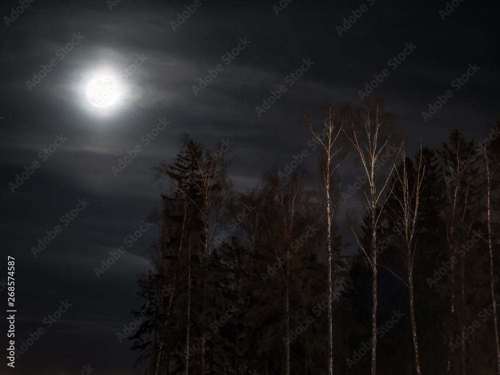 Silhouettes of the forest under the full moon and cloudy sky Silhouettes of the forest under the full moon and cloudy sky