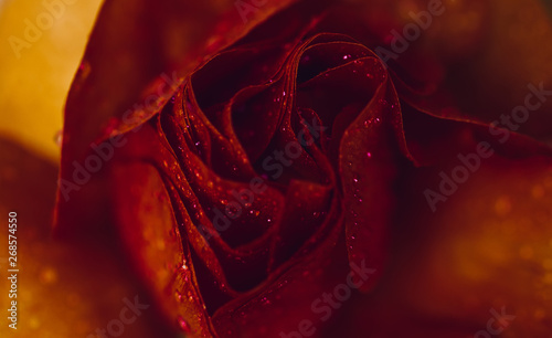 Closeup red rose on background