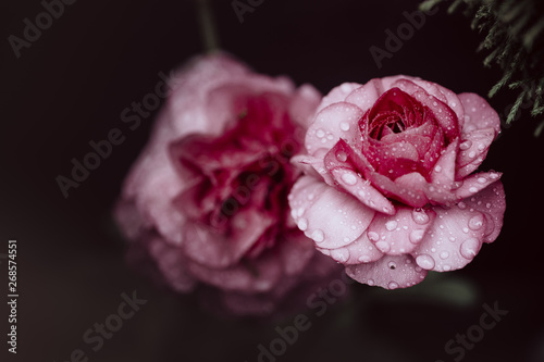 Closeup red rose on background
