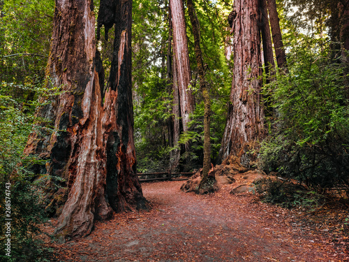 Walking among the tall coastal redwood trees