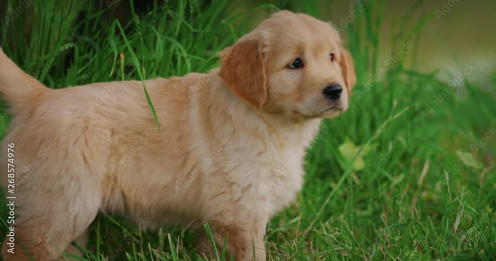 Slow motion of cute puppy of Golden Retriever dog with a pedigree is walking in a green garden on a sunny day.