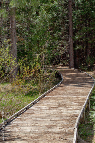 wooden bridge in the forest © Barry