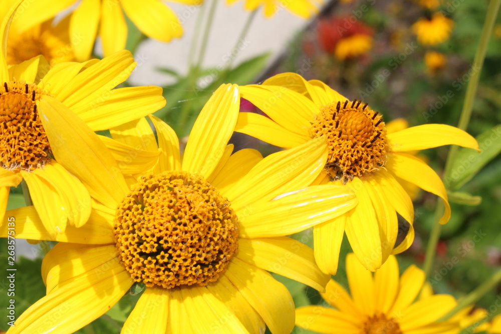 Yellow Flower Yellow Flower
