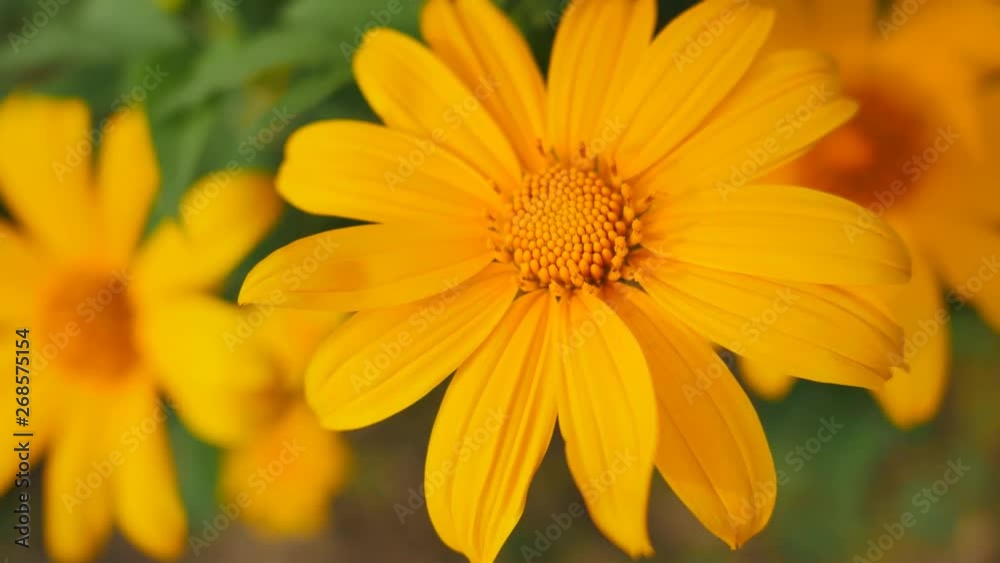 Beautiful color of yellow Mexican sunflower. Dolly panning footage Beautiful color of yellow Mexican sunflower. Dolly panning footage