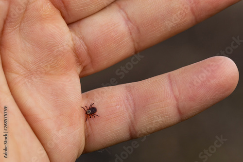 Ixodes ricinus, the castor bean tick, is a chiefly European species of hard-bodied tick. Carrier Lyme disease and tick-borne encephalitis on the human arm.