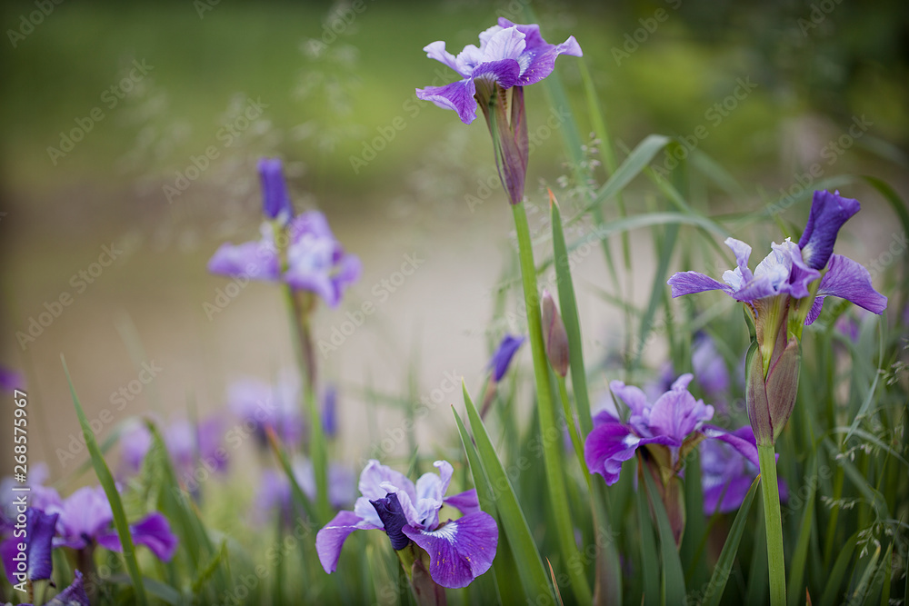 Purple irises in full bloom on a blurred background Purple irises in full bloom on a blurred background