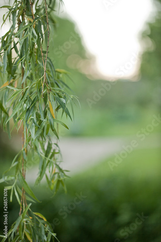 Fotografija Weeping willow against a blurred background