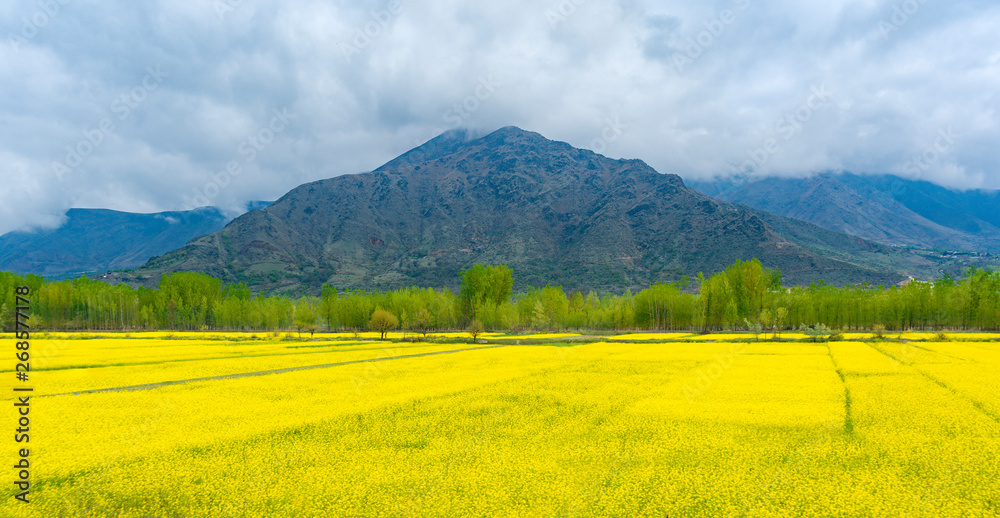 Amazing beautiful scenery landscape of yellow mustard field with pine and mountain in spring during trip on the way to Pahalgam and Sonamarg, Kashmir, India