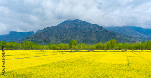 Amazing beautiful scenery landscape of yellow mustard field with pine and mountain in spring during trip on the way to Pahalgam and Sonamarg  Kashmir  India