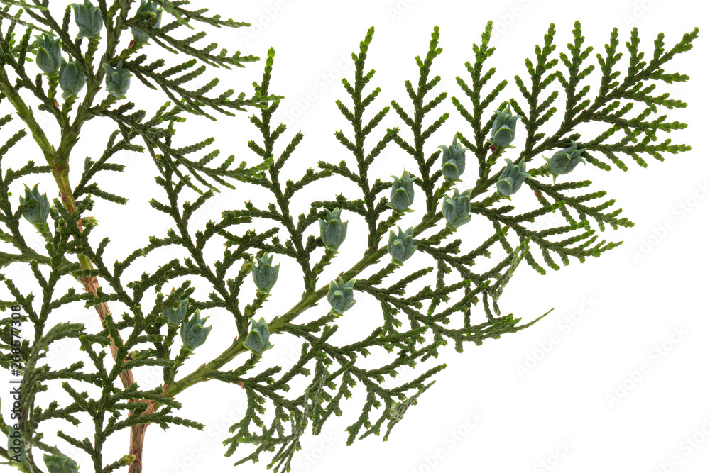 Green arborvitae branch isolated on the white background, thuja branch, isolated on white background Green arborvitae branch isolated on the white background, thuja branch, isolated on white background