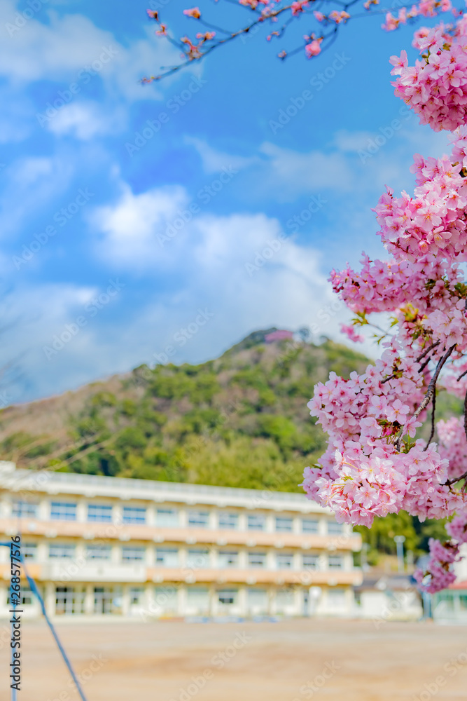 学校の校舎と桜