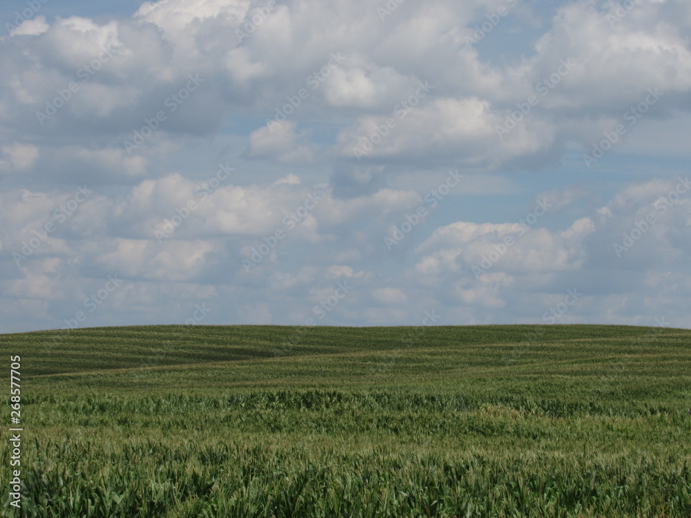 Fototapeta premium Endless green field and blue, cloudy sky