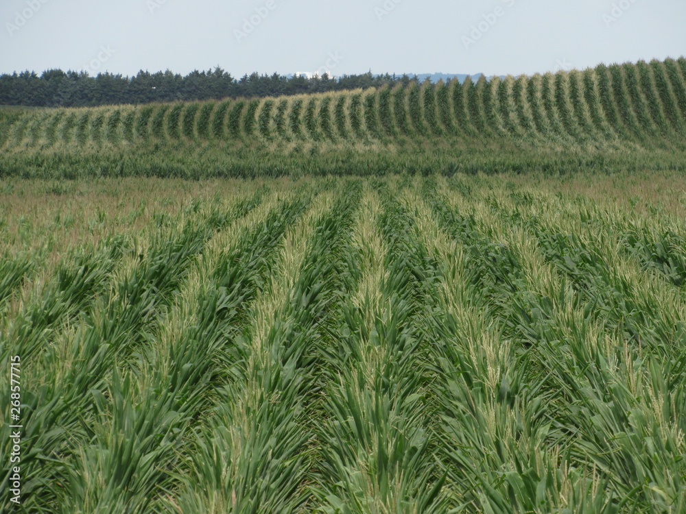 Rows of crops in a midwestern field
