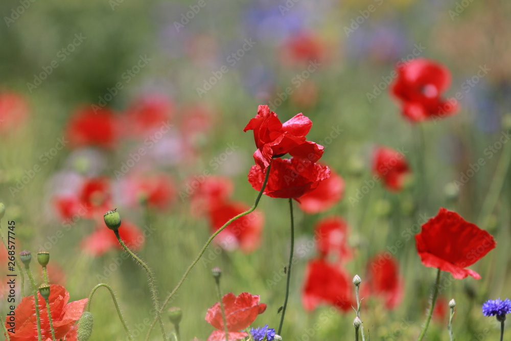 Fototapeta premium Wild Flowers