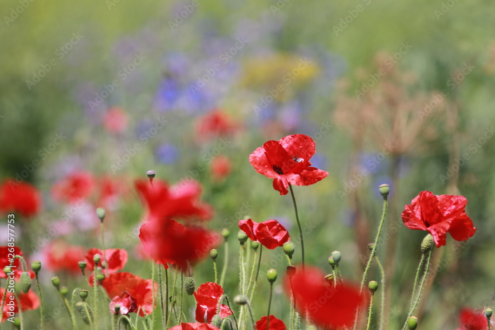 Wild Flowers Wild Flowers