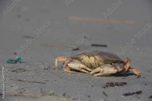 Crab on Oregon Beach