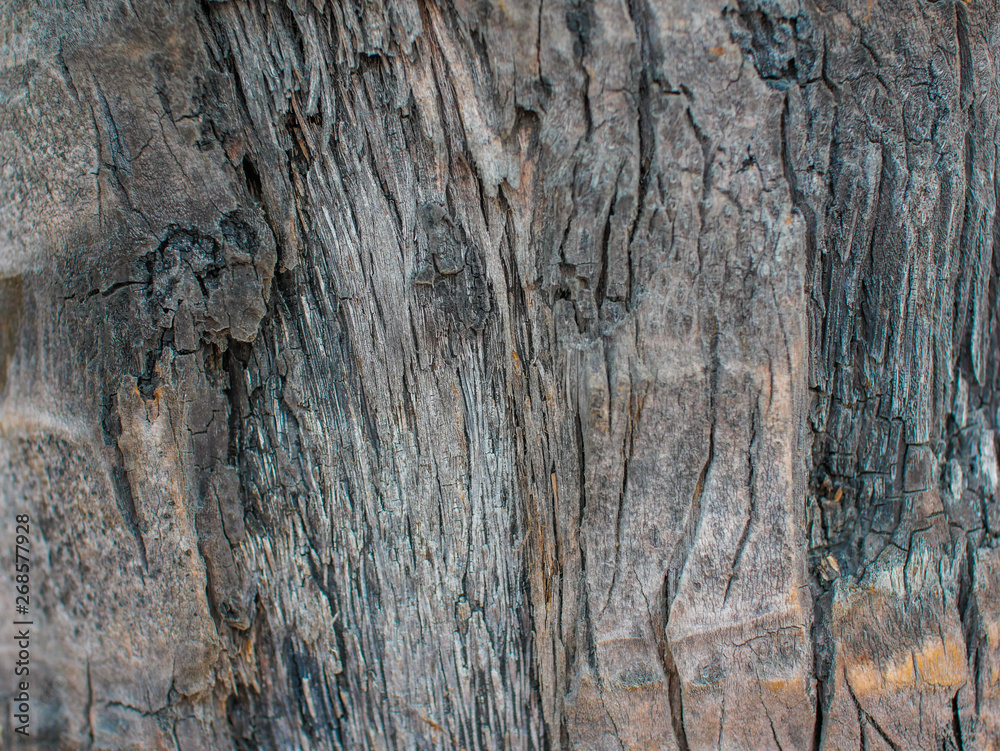 The texture of the bark of the trunk of a palm tree The texture of the bark of the trunk of a palm tree