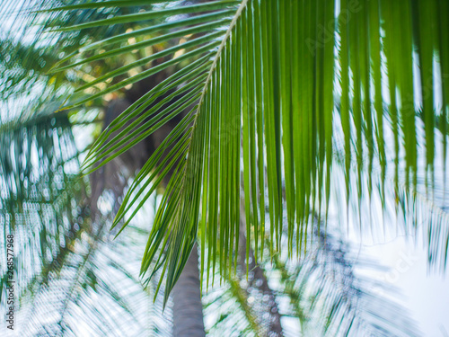 Background palm branch close-up and bokeh