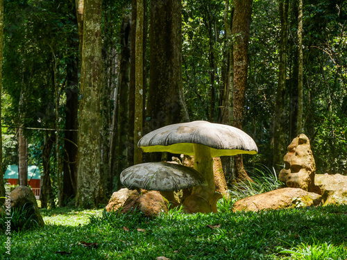 huge ornamental mushrooms in the forest