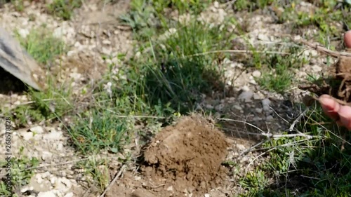 Wallpaper Mural bush grass, bush plant and root, Torontodigital.ca