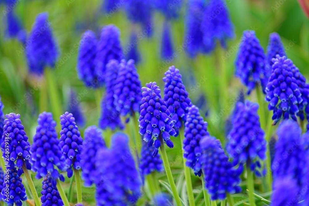 Fototapeta premium 満開のムスカリの花