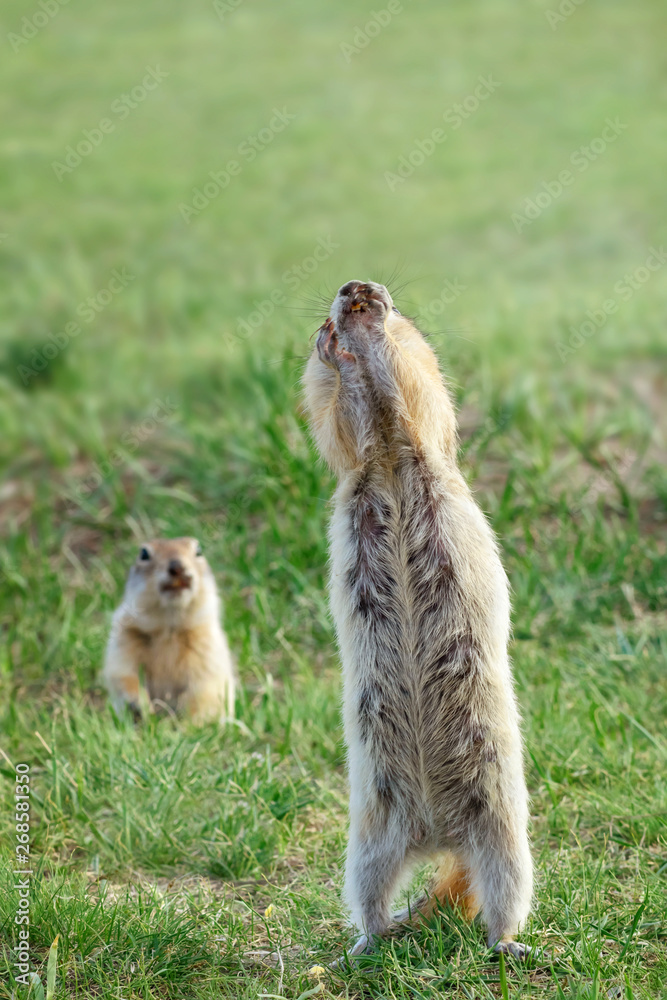 Fototapeta premium gopher stands and pulls the legs up as if asking for something. thirsty and begging for treats