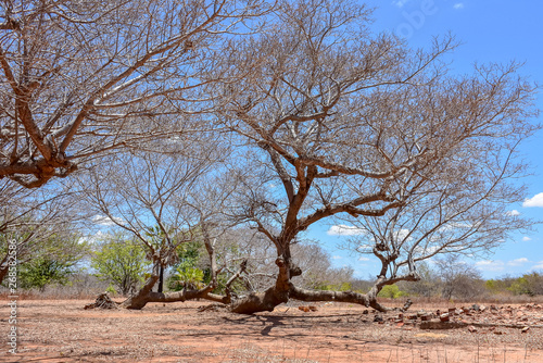 Arid climate dry trees lack of rain