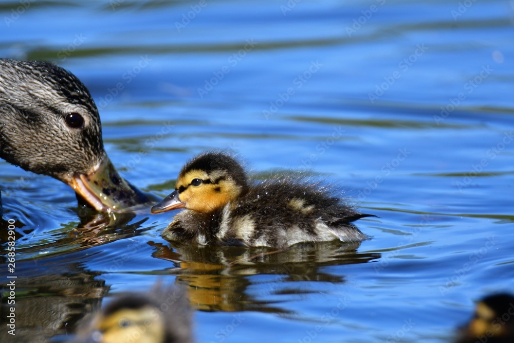 The ducklings are following their mother duck around all the time. The ducklings are following their mother duck around all the time.
