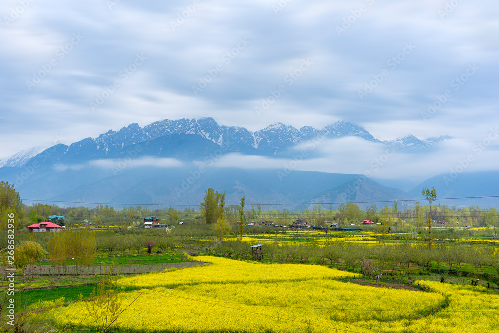 Amazing beautiful scenery landscape of yellow mustard field with pine and mountain in spring during trip on the way to Pahalgam and Sonamarg, Kashmir, India. Blurred for the movement of clouds