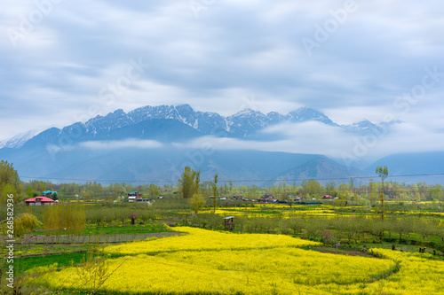 Amazing beautiful scenery landscape of yellow mustard field with pine and mountain in spring during trip on the way to Pahalgam and Sonamarg, Kashmir, India. Blurred for the movement of clouds photo
