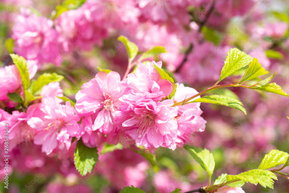Floral background with pale pink cherry blossoms. Floral background with pale pink cherry blossoms.