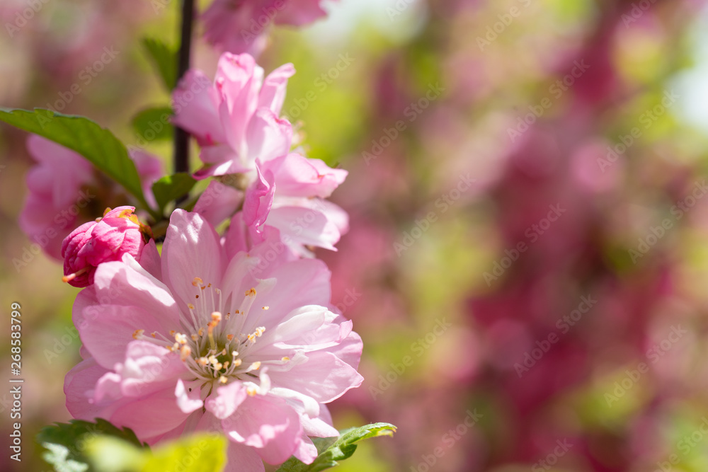 Floral background with pale pink cherry blossoms. Floral background with pale pink cherry blossoms.