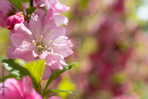 Floral background with pale pink cherry blossoms.