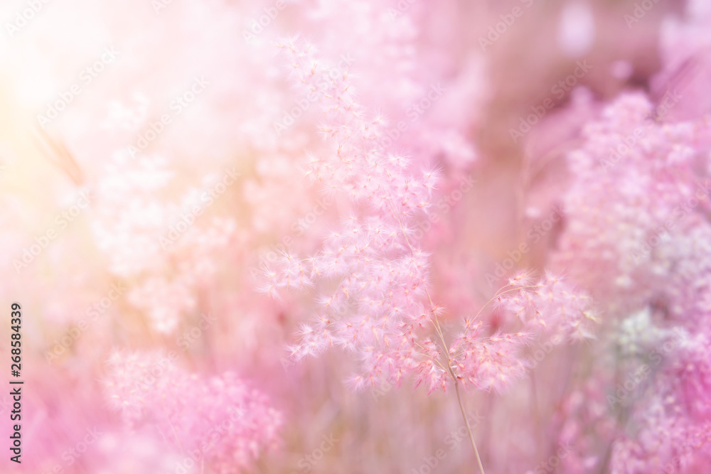 nature grass flower field in soft pink pastel background with sunlight nature grass flower field in soft pink pastel background with sunlight