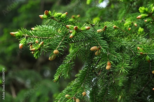 Spring branch of coniferous Wilson's Spruce tree Picea Wilsonii, native to China. photo