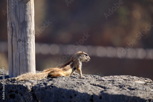 Barbary ground squirrel on a rock on Fuerteventura, Spain. photo