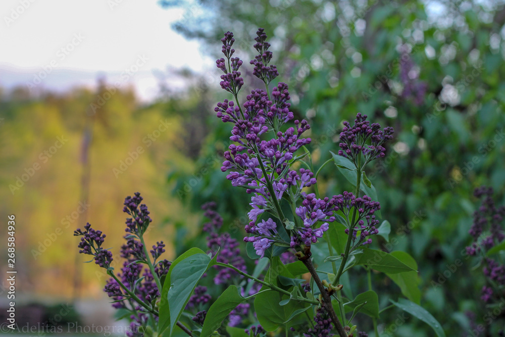 Obraz premium Lilac