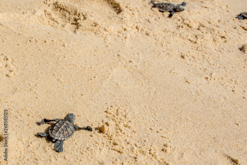 Newborn sea turtles ready for life at sea swim for salvation