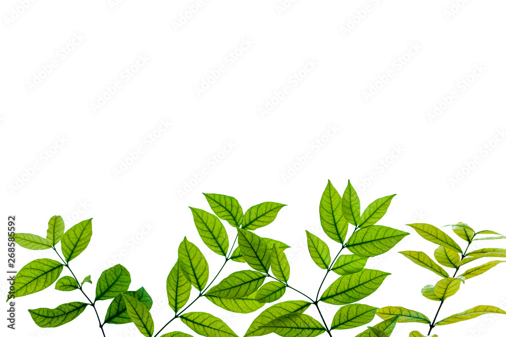 background with green leaves background with green leaves