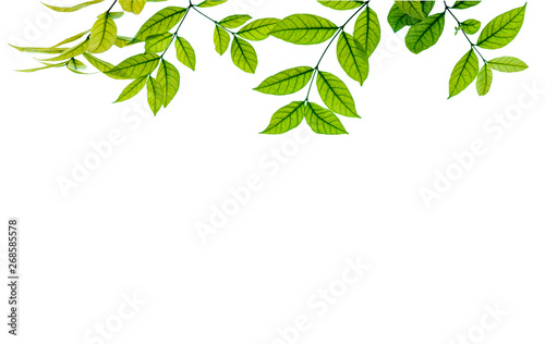 branch with green leaves isolated on white © NIKCOA