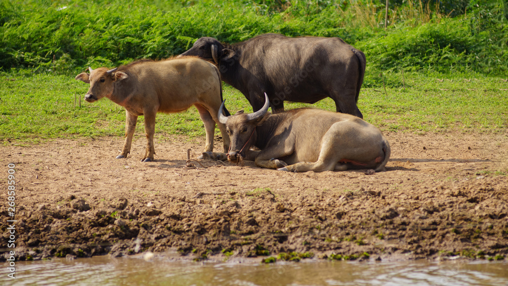 Group of Asian buffalo eats grass in the field beside a lake in the day time under sunshine. Animal, wildlife and country life concept. Group of Asian buffalo eats grass in the field beside a lake in the day time under sunshine. Animal, wildlife and country life concept.