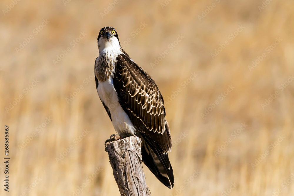 Bird of prey. Osprey. Nature background. Eagle: Western Osprey. Bird of prey. Osprey. Nature background. Eagle: Western Osprey.