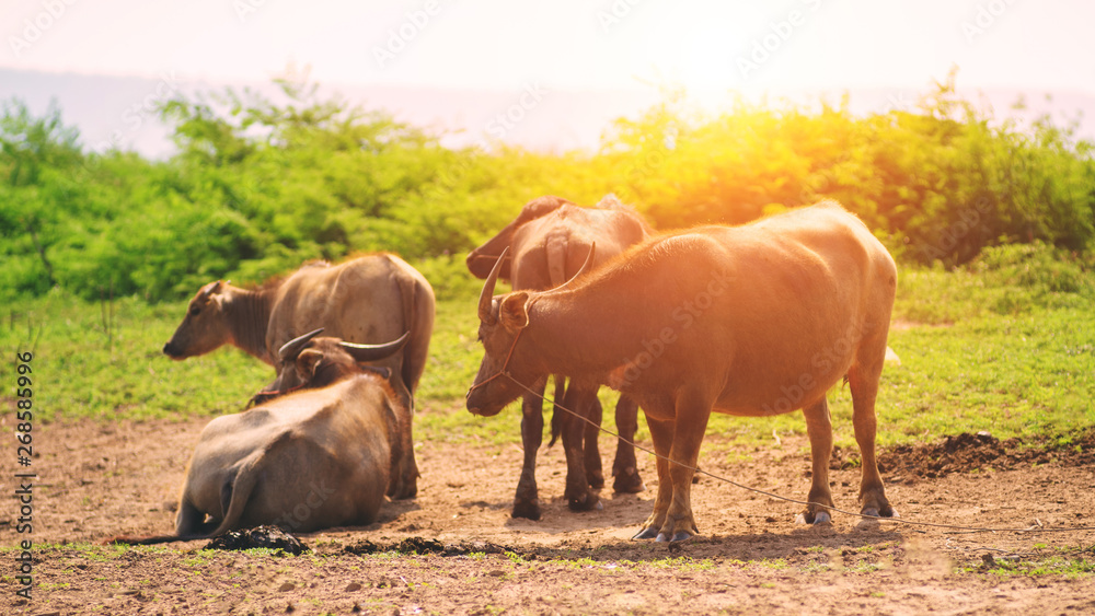 Group of Asian buffalo eats grass in the field beside a lake in the day time under sunshine. Animal, wildlife and country life concept.