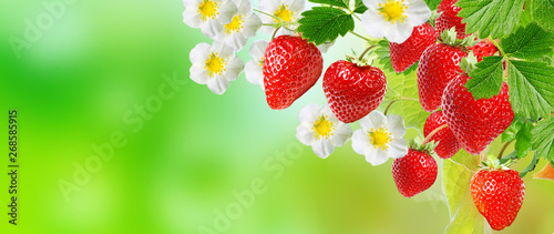 garden strawberries.business agriculture