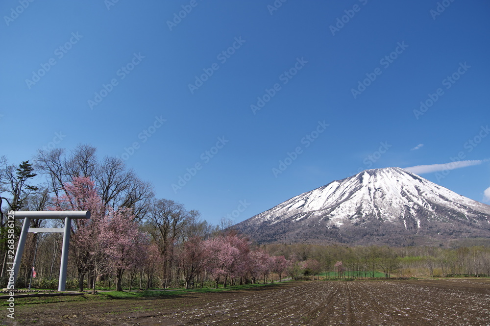 Fototapeta premium 羊蹄山