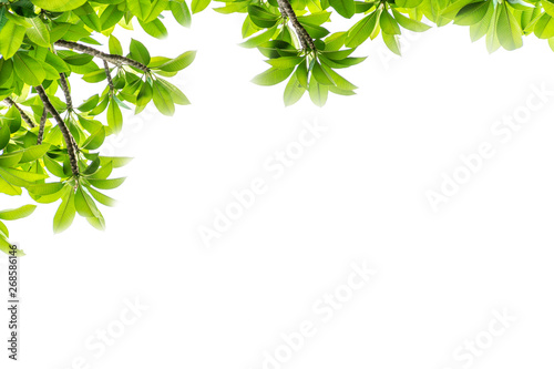 Fresh tropical tree green leaf isolated on white background.